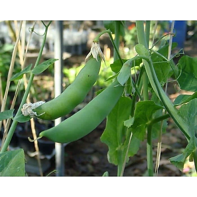 เมล็ดพันธุ์ ถั่วลันเตาหวาน 15-40 เมล็ด (10 แถม 1 คละได้) รูปที่ 4