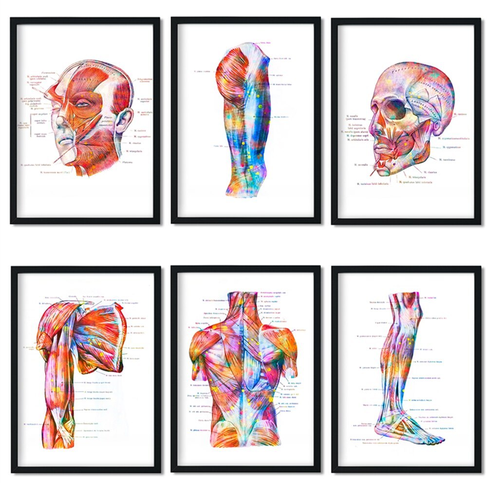 Human Anatomy Muscle System โปสเตอร์ Anatomy Diagram Human Medical Wall Art การศึกษาทางการแพทย์สํานั