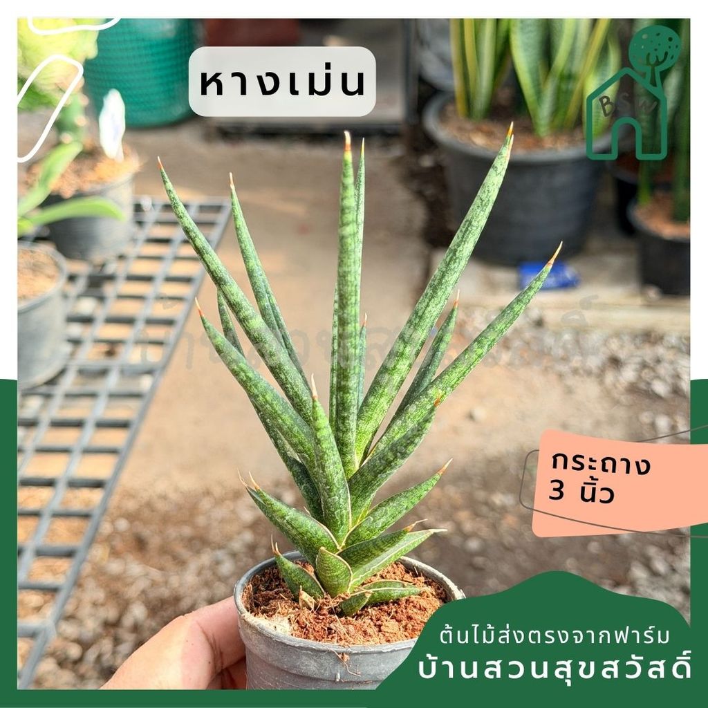 มุมมอง 5