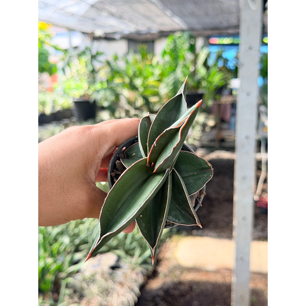 มุมมอง 2