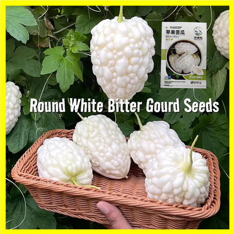 พันธุ์มะระขาวแอปเปิ้ล 5เมล็ด ลูกอวบใหญ่ หวานกรอบ Round White Bitter Gourd Seeds for Planting Vegetables Seeds
