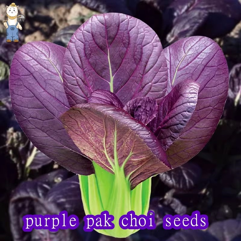 400 เมล็ด ผักกวางตุ้ง ใบสีม่วง เบบี้กวางตุ้ง กวางตุ้งฮ่องกง เก็บเกี่ยวสั้นเพียง 35-40 วัน Purple Lad