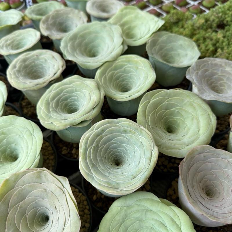 (พึ่งลงปลูก) กรีนโนเวียใหญ่ กระถาง 3 นิ้ว ส่งทั้งกระถาง Greenovia