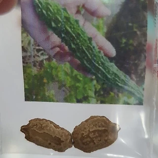 มะระยักษ์🎯ถูกที่สุด10บ.🎯เมล็ดพันธุ์มะระยักษ์ 2 เมล็ด🎈งอกง่าย🌱โตไว☘️ผลยาว 30 cm