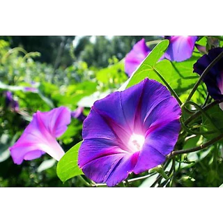 มอนิ่งกลอรี่ 100 เมล็ด คละสีสวย