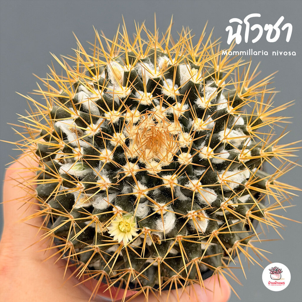 แมมมิลาเรีย นิโวซา Mammillaria nivosa แคคตัส กระบองเพชร cactus&succulent