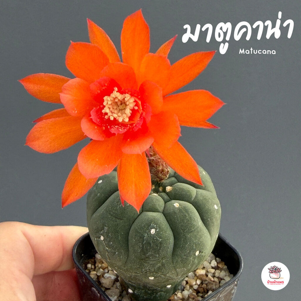 มาตูคาน่า Matucana แคคตัส กระบองเพชร cactus&succulent