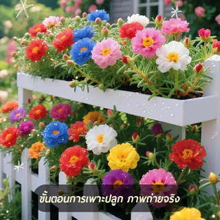 แพรเซี่ยงไฮ้🎯เมล็ดพันธุ์แพรเซี่ยงไฮ้ 10000เมล็ด🎈งอกง่าย🌱ดอกซ้อน🍀ดอกดกสวยมาก