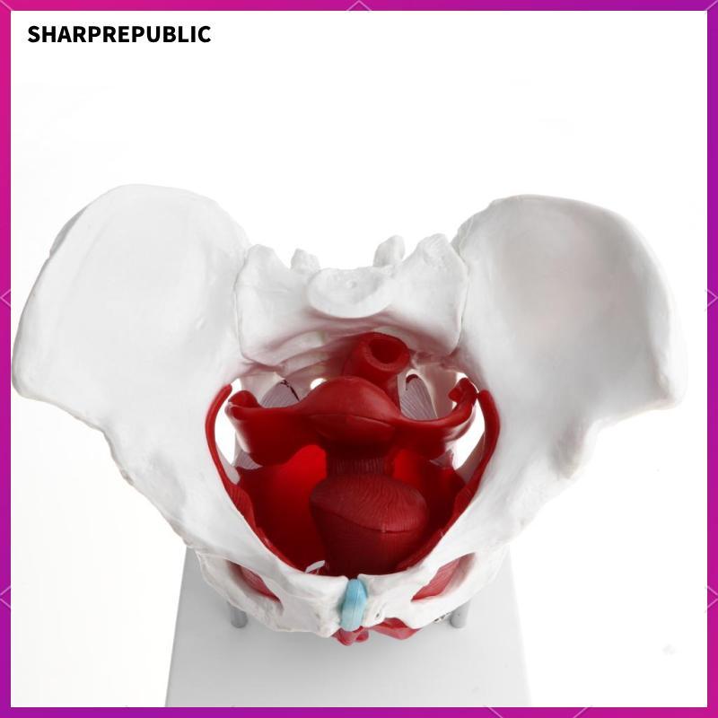[Sharprepublic] รุ่น Pelvis สําหรับผู้หญิงพร้อมกล้ามเนื้อและอวัยวะ | โมเดลโครงกระดูก Pelvis | โมเดลม