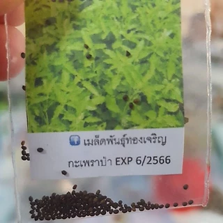 กะเพราป่า🎯ถูกที่สุด9บ.🎈เมล็ดพันธุ์กะเพราป่า 100 เมล็ด☘ปลูกครั้งเดียวอยู่ได้หลายปี🍀กลิ่นหอมแรง🍃ไม่ต้องฉีดยาฆ่าแมลง🍀