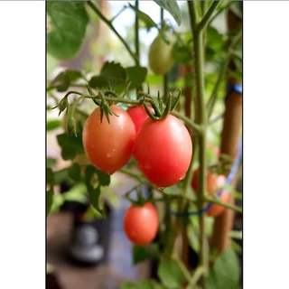 เมล็ด มะเขือเทศ เชอรี่ สวีทเกิร์ล ( Red Cherry Tomato Sweet Girl Seed ) บรรจุ 40 เมล็ด ทรงรี เนื้อแดง รสหวาน นิยมกินสด ผ