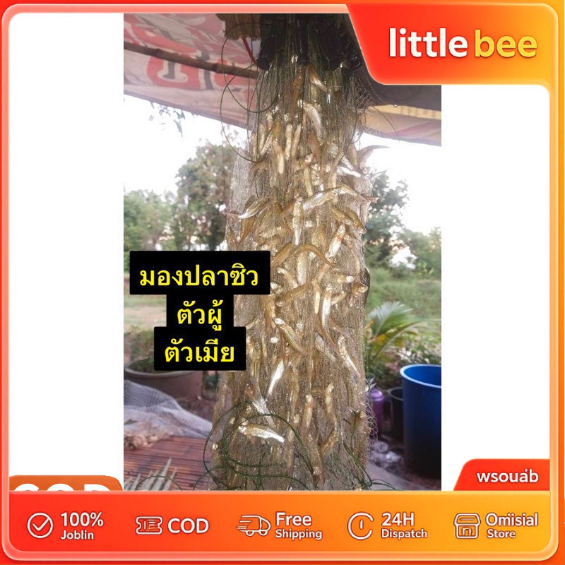 มองปลาซิวใยบัวแท้ มี 1.3/1.5/2เซน ลึก50ตา (มีทุ่นตะกั่วพร้อมใช้งาน)