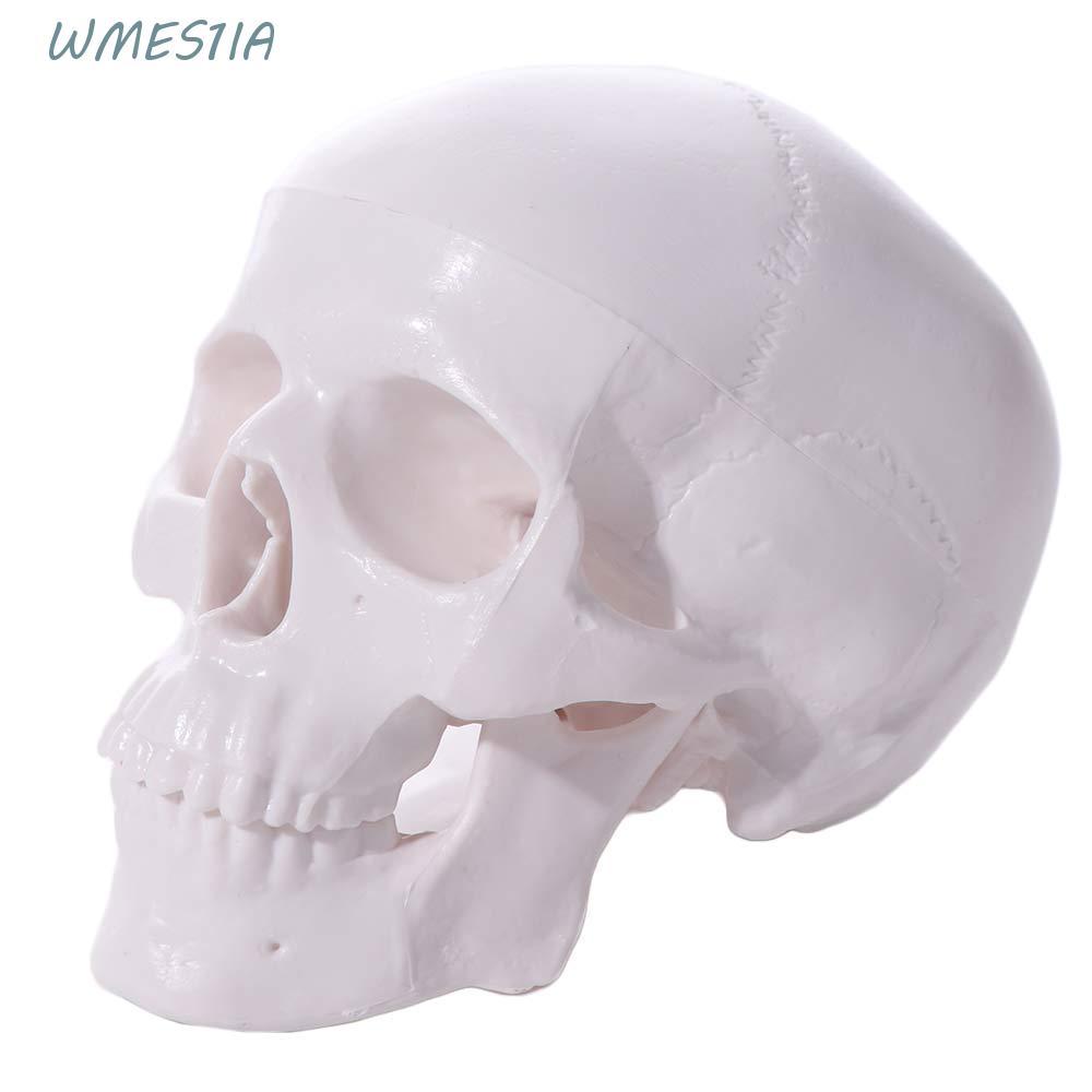 WMES1IA Skull Model, Skull Cap รุ่นหัวมนุษย์แบบถอดได้, 92x99x71mm Mini Resin Studying Anatomical Hea