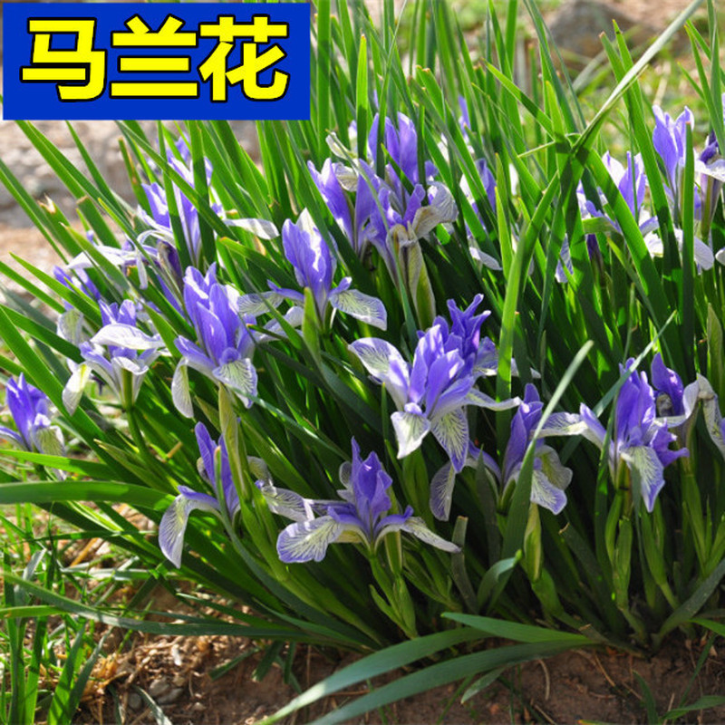 ขายร้อน Quick Shipment Horse Seeds Rush Seeds Horse Lotus Years Horse Orchid Seeds Dry-Resistant Col