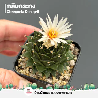 รวมกระบองเพชรและไม้อวบน้ำ #2 หลากหลายสายพันธุ์ ส่งทั้งกระถาง cactus&succulent