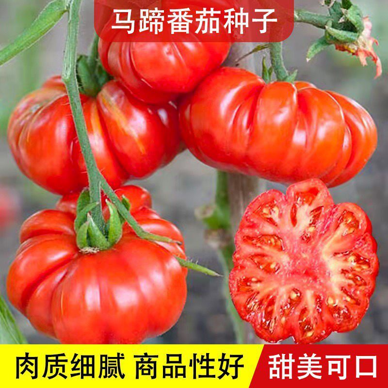 牛Evant茄种子马 Spandyll红种籽潮 老品种植蔬菜เมล็ด种植Steak Tomato Seeds Horseshoe Tomato Seeds Chaoshan20260714