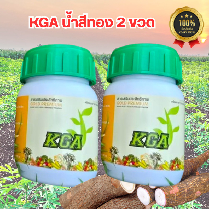 KGAน้ำสีทอง KGAสูตรน้ำ น้ำสีทอง เพิ่มผลผลิตx2 ผงดำ ผงดำKGA กระตุ้นการสะสมแป้งให้มากขึ้น