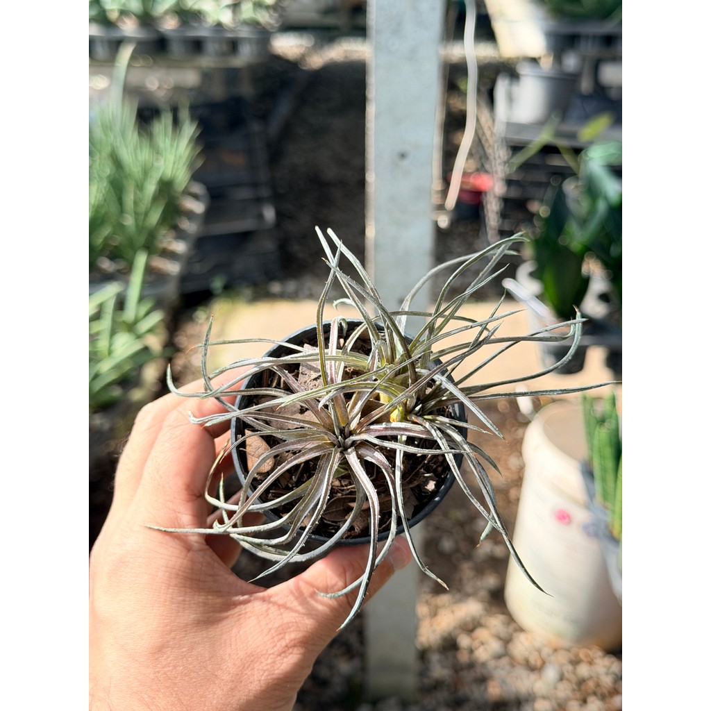 มุมมอง 4