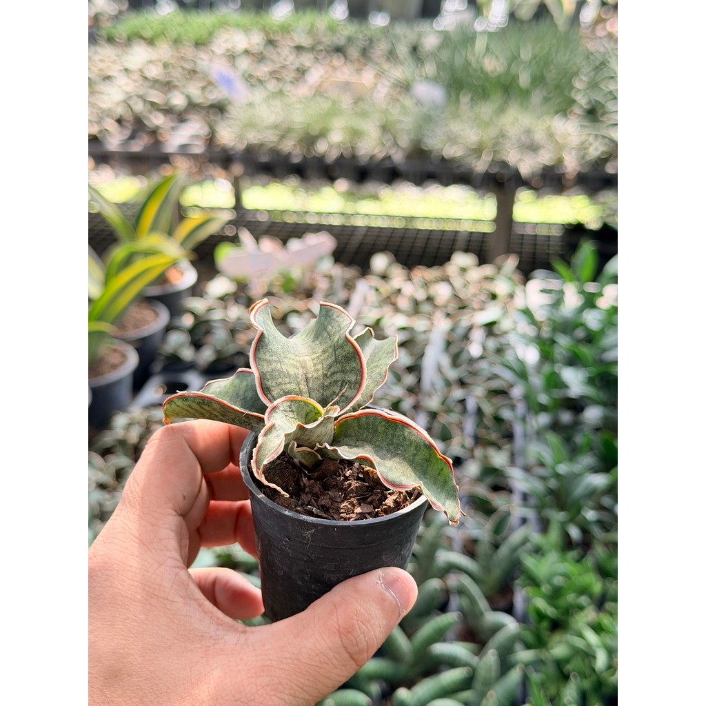 ซิลเวอร์บลู พร้อมกระถาง 3 นิ้ว