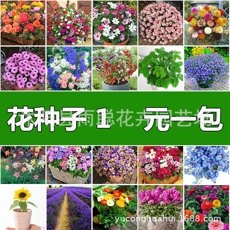 Gypsophila Cosmos Daisy Sunflower Flower Zinnia Mint Four Seasons Flower ทานตะวัน