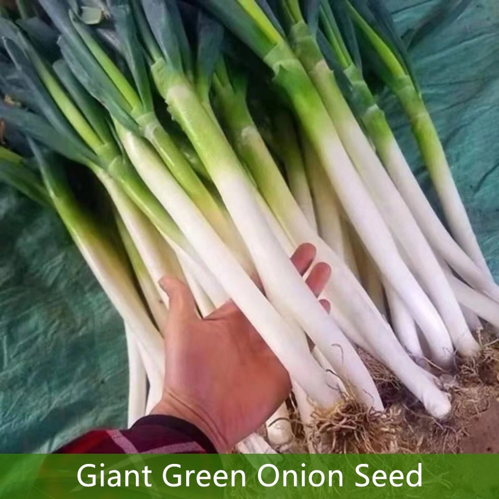 300 เมล็ด เมล็ดพันธุ์ ต้นหอมญี่ปุ่น Giant Green Onion Seed - เมล็ดพันธุ์ ต้นหอม บรรจุ คุณภาพดี ราคาถูก