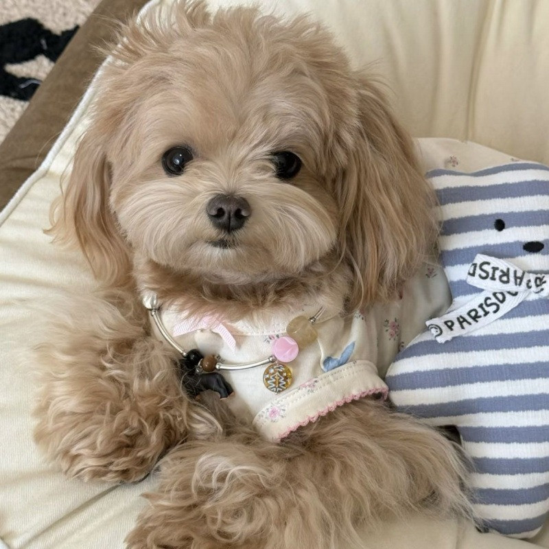 ชุดเดรสแขนกุดลายดอกไม้น่ารักสําหรับสุนัขขนาดเล็กแมวฤดูใบไม้ผลิฤดูร้อนเสื้อผ้าสัตว์เลี้ยงเท็ดดี้บิชอนชุดใส่ในบ้าน - รูปที่ 3