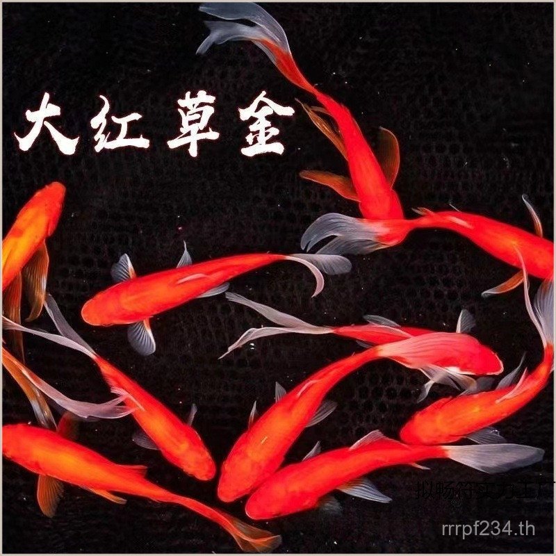 Living ปลาน้ําจืด Crucian ปลาคาร์พ Good Brocade Goldfish Koi สีแดงทน Lucky Fish Long Tail ปลาน้ําเย็