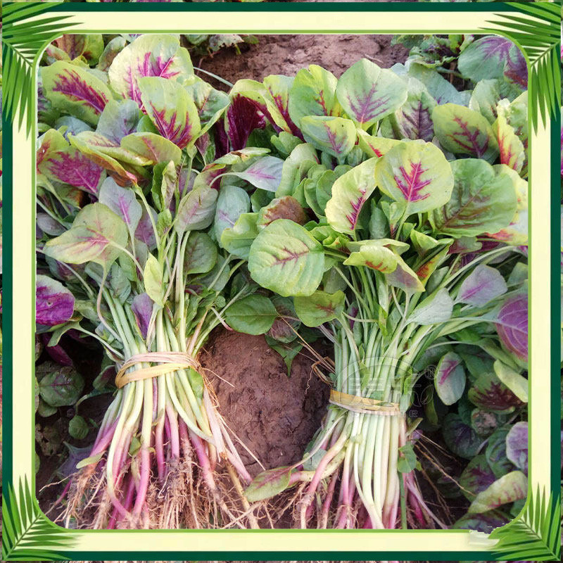 เมล็ดพันธุ์ ผักปลังแดง (red spinach seeds) บรรจุ 2000 เมล็ด คุณภาพดี ราคาถูก ของแท้  งอกดี ปลูกง่าย