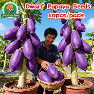 10เมล็ด/แพ็ค เมล็ดพันธุ์มะละกอสีม่วง Sweet Papaya Seeds for Planting เมล็ดพันธ์มะละกอแขกนวลดำเนิน Dwarf Papaya Fruit