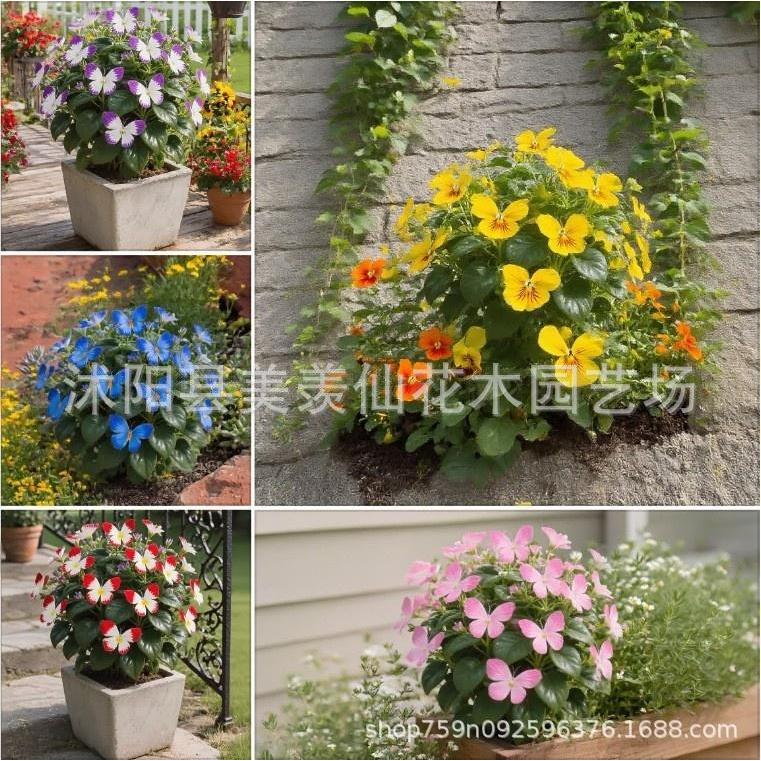 พร้อมสต็อกจัดส่งที่รวดเร็ว [E-Commerce] Moonlight Butterfly Flower Seed Butterfly Seed Angelinia Flo