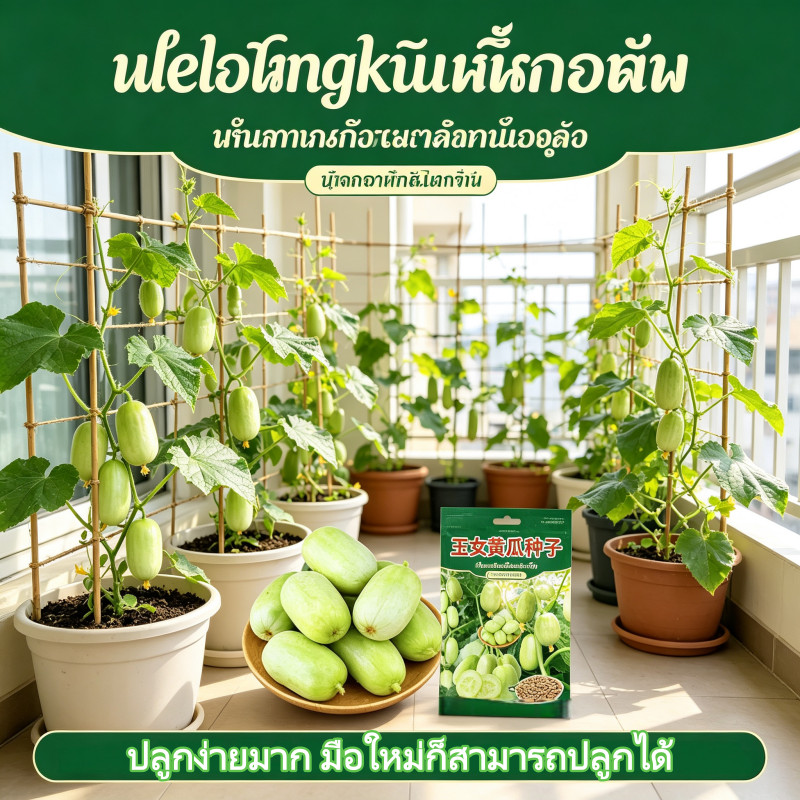 【พร้อมส่งจากไทย】 เมล็ดแตงกวาสาวงาม พันธุ์เล็กกรอบหวาน รูปที่ 4