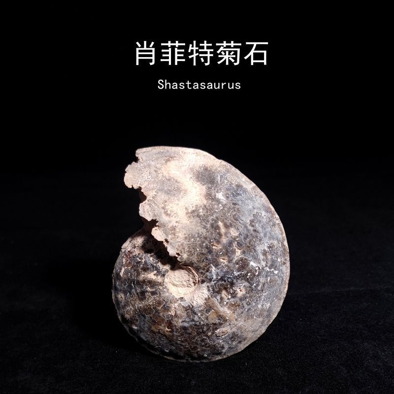 ธรรมชาติโบราณ Marine Life Mam Lacto-Ammonite Shoffit Ammonite Fossil หินหยาบ Gelogical ยอดนิยมวิทยาศ