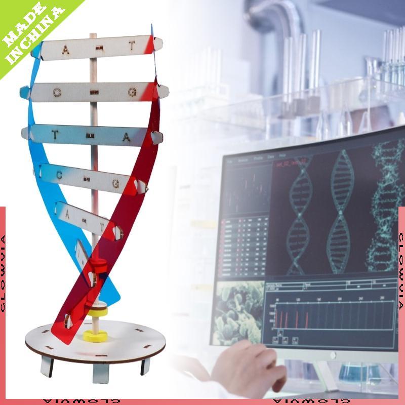 GLO DNA Model Biological Science Teaching Aid Early Education Toy for DNA Assembling