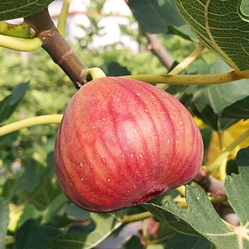 ฐานขายส่ง Fig Saplings Boji Red Fig Saplings Boji Red Fig Saplings Fruit Saplings0904226A8/280