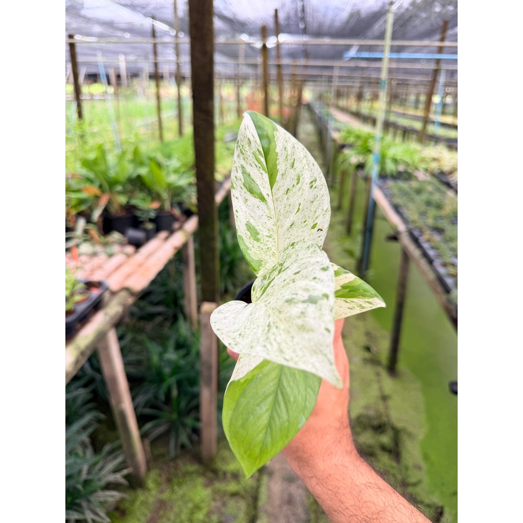 มุมมอง 5