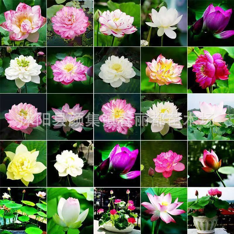 พร้อมสต็อก E-Commerce พิเศษขายส่ง Water Lily Bowl Lotus Aquatic Plant Seeds Hydroponic Lotus Seeds B