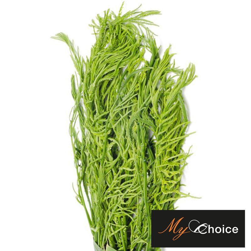 มายช้อยส์ชะอมเกรดพิเศษ 150กรัม My Choice Acacia Special 150g. [หมายเลขบาร์โค้ด 0000030090033 ]