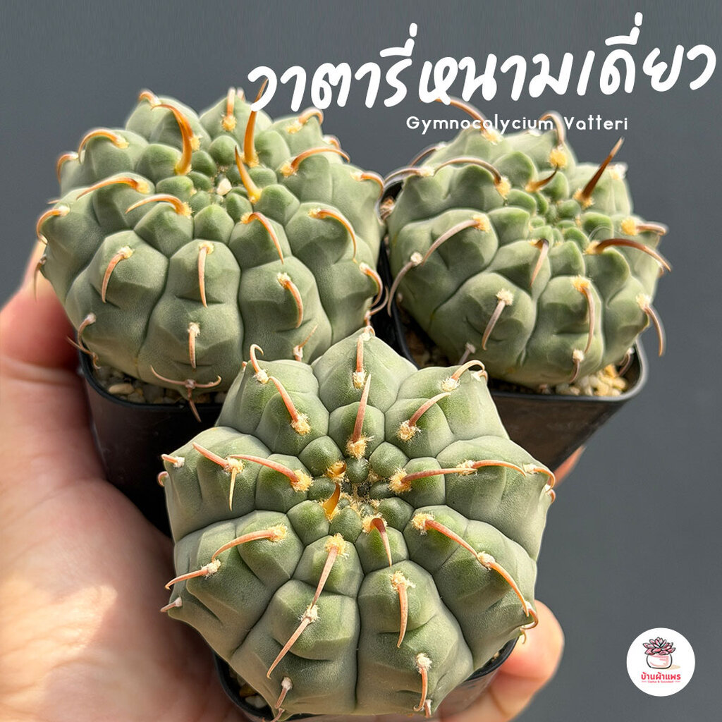 ยิมโน วาตารี่ หนามเดี่ยว Gymnocalycium Vatteri แคคตัส กระบองเพชร cactus&succulent
