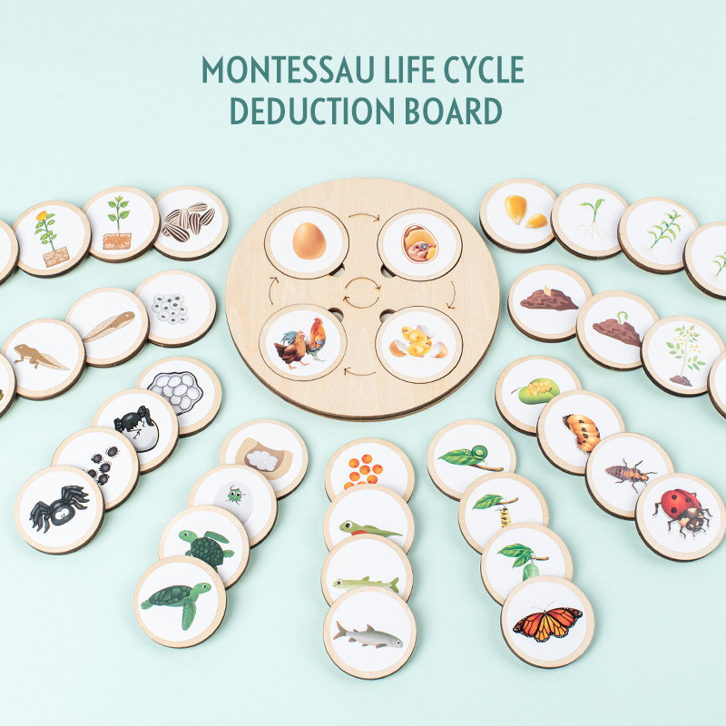 New Product#Wooden Montessori Life Cycle Tray Animal and Plant Life Cycle Change Puzzle Enlightenmen