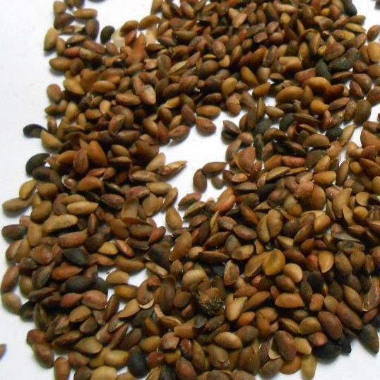 Cypress เมล็ด Cypress Cypress Cypress Cypress Cypress Cypress Cypress Cypress Cypress เมล็ด Cypress 