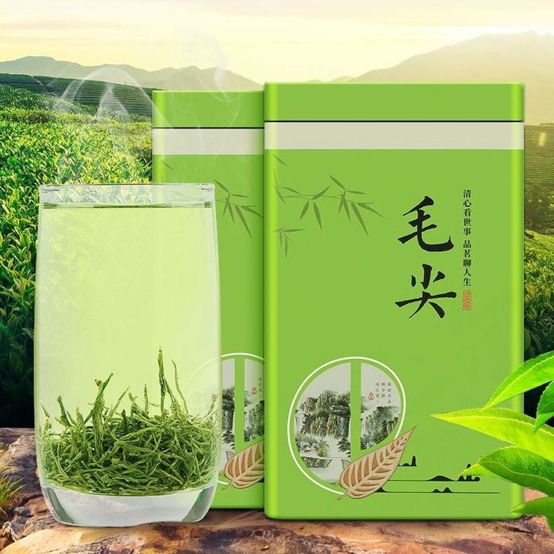 毛尖茶绿茶叶 雨前绿茶春茶叶【杯子】毛尖茶叶新茶125g-500g7/2 Maojian tea green tea leaves, pre-rain green tea, spring leaves