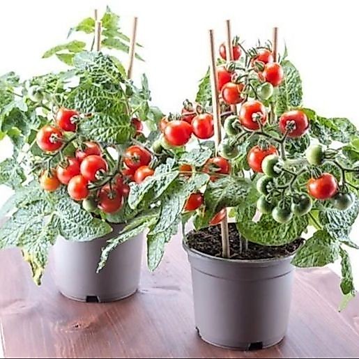 20 เมล็ด มะเขือเทศ ผักออแกนิค ผักสวนครัว Tomato Vegetable Seeds สายพันธุ์ Tiny Tim