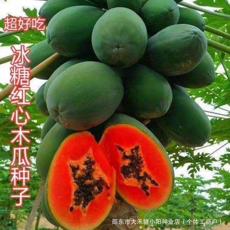 Rock Sugar Red Heart Papaya Seed Milk Papaya Seed Fruit Four Seasons Sowable Papaya Seed1254850607