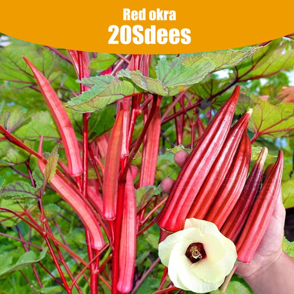 Red Okra Seeds for Home Gardeners - Easy to Grow,20 Seeds