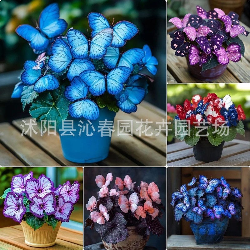 Ready Straw [E-commerce] Moonlight Butterfly Flower Seed Butterfly Seed Angelinia Flower Seed Courty