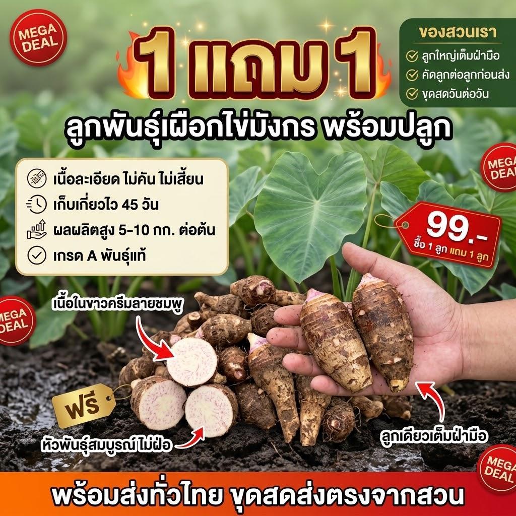 [ซื้อ 1 แถม 1] ลูกพันธุ์เผือกไข่มังกร พร้อมปลูก เกรด A พันธุ์แท้ เนื้อเนียน ไม่คัน โตไว 45 วันได้กิน