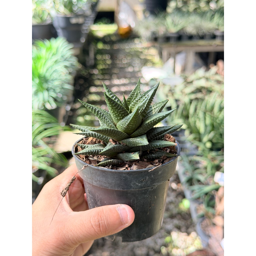 มุมมอง 5