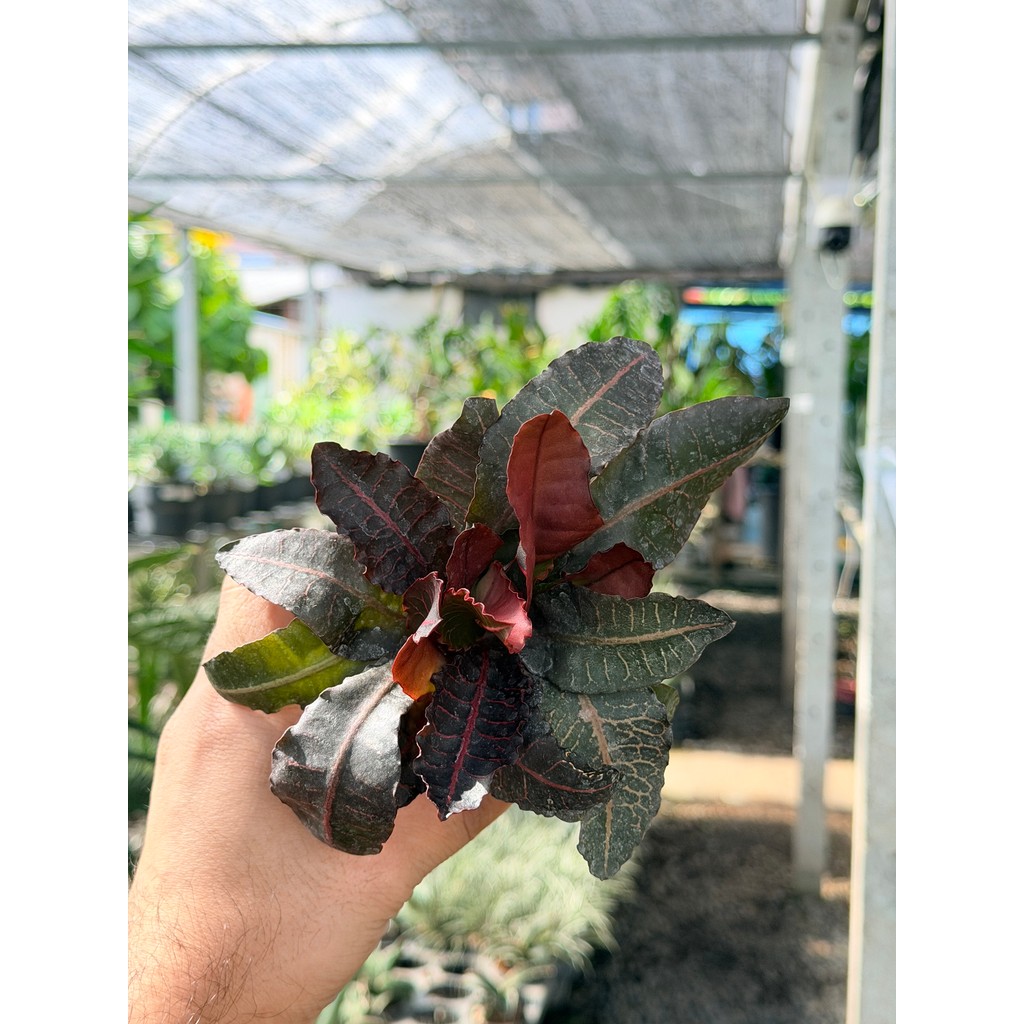 มุมมอง 5