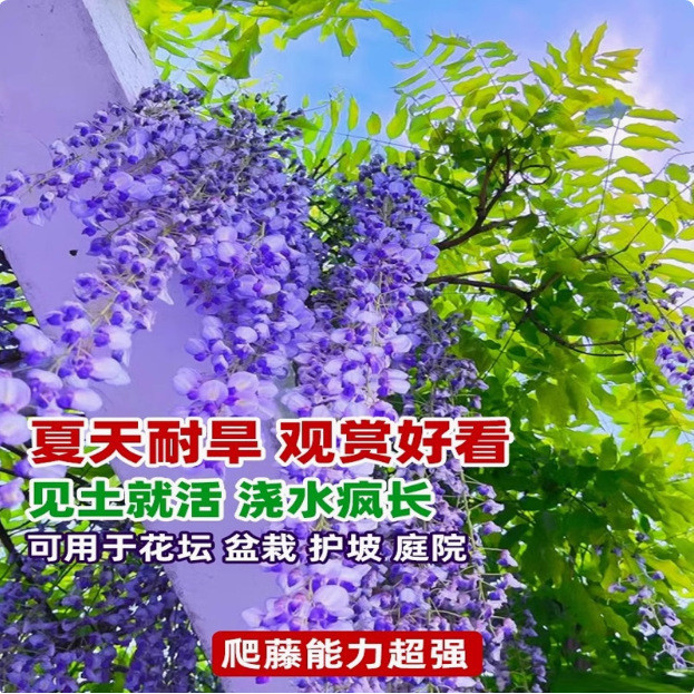 Wisteria Seed Double-กลีบWisteria Flower Seed Climbing Vine Plant Flower Seed Low Wisteria Seed Four