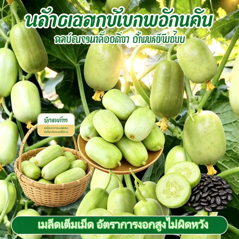【พร้อมส่งจากไทย】 เมล็ดแตงกวาสาวงาม พันธุ์เล็กกรอบหวาน รูปที่ 5